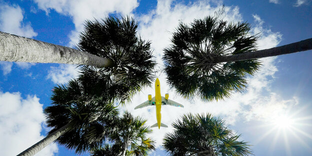 Ein Flugzeug zwischen Palmen