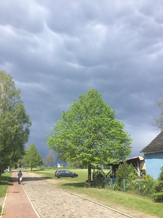 Eine gepflasterte Dorfstraße, an der ein Baum steht