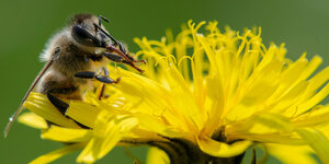 Eine Biene an einer gelben Blüte streift mit zwei Beinen ihren Rüssel ab