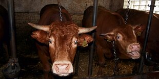 Rinder stehen angekettet in einem Stall.