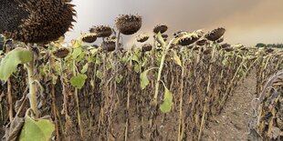 Trockene Sonnenblumen auf einem Feld in einem griechischen Dorf