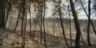 Limni: Ein verbrannter Wald in der Nähe des Dorfes Limni, etwa 160 Kilometer nördlich von Athen, auf der Insel Euböa.