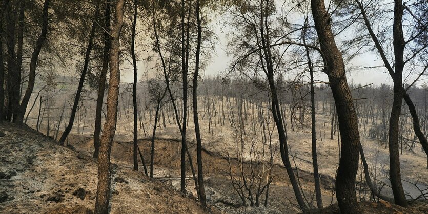 Limni: Ein verbrannter Wald in der Nähe des Dorfes Limni, etwa 160 Kilometer nördlich von Athen, auf der Insel Euböa.