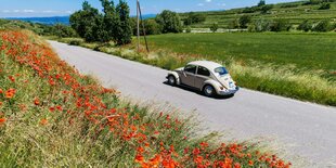 ein alter VW Käfer fährt an grünen Wiesen und rotem Klatschmohn vorbei. Der Himmel ist wolkenlos und blau