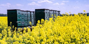 Bienen schwärmen über Bienenkästen und einem gelb blühenden Rapsfeld