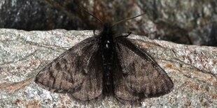 Grau-schwarzer Gletscherspanner auf Felsen