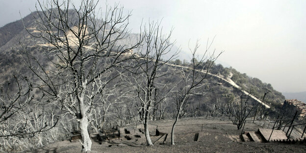Blick auf verbrannte Bäume, etwa 100 km östlich von Algier. Feuerwehrleute kämpften gegen eine Reihe von Waldbränden im Norden Algeriens