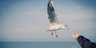 Eine Hand füttert eine Möwe im Hintergrund ist das Meer