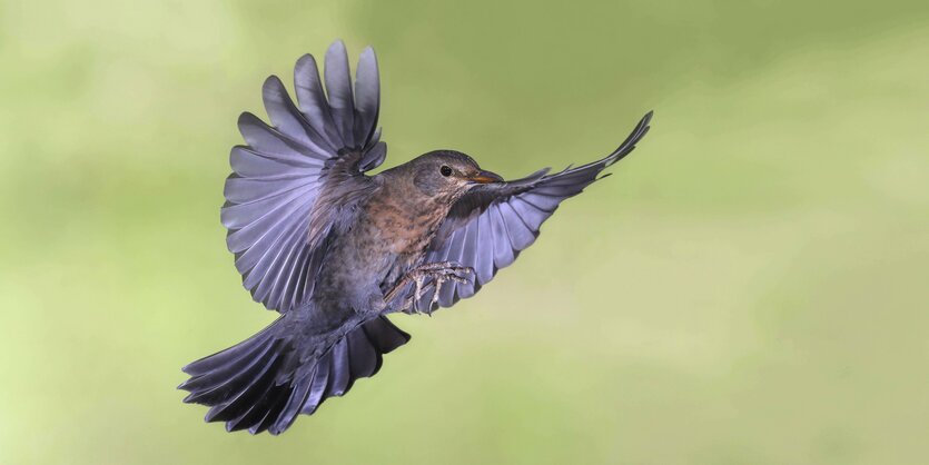 Eine Amsel im Anflug.