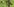 Japankäfer auf einem grünen Blatt mit Frassspuren