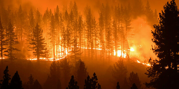 ein Wald steht in Flammen
