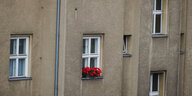 Graue Fassade mit Blumen am Fenster