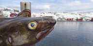Der Kopf eines Dorschs ragt über die Reling eines Fischerbootes, am Ufer Schwedenhäuser