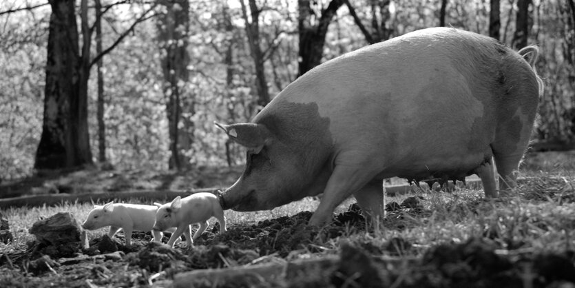 Eine Muttersau und zwei kleine Ferkel unterwegs im lichten Wald