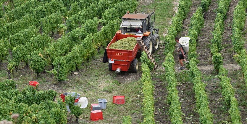 Traubenernte, ein roter Traktor zwischen den Reben