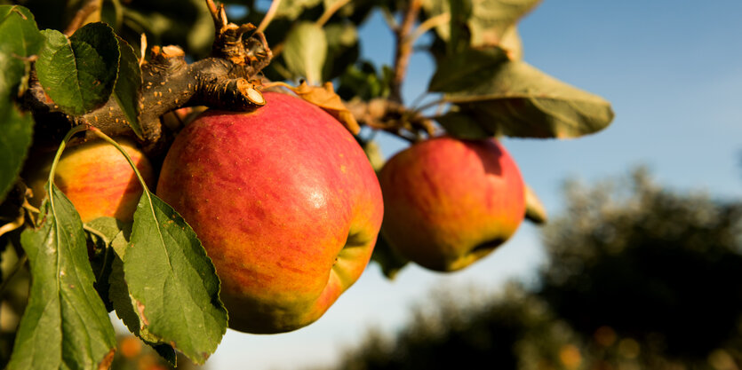 reife Äpfel höngen an Zweigen