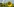 Sonnenblumenfeld vor AKW