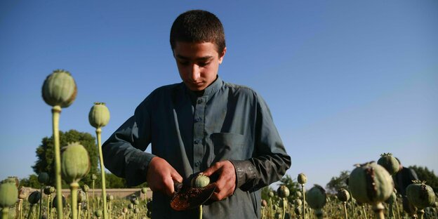 Eine afghanische Bauer extrahiert rohes Opium aus Mohn