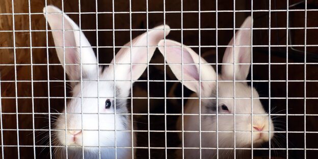 Zwei weiße Kaninchen hinter Gittern