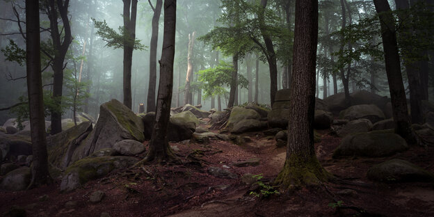 In einem Buchenwald fällt Sonnenlicht auf eine Lichtung auf der ein toter Baumstamm steht