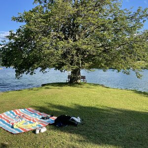 Badewiese mit Baum, dahinter der Bodensee Badewiese mit Baum, dahinter der Bodensee