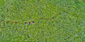 Drei Menschen sind von oben fotografiert, wie sie in einem grünen Feld liegen