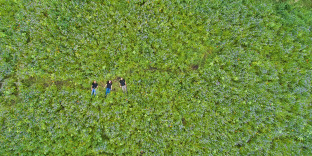 Drei Menschen sind von oben fotografiert, wie sie in einem grünen Feld liegen