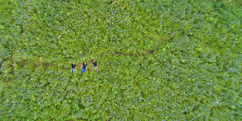 Drei Menschen sind von oben fotografiert, wie sie in einem grünen Feld liegen