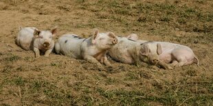 Schweine auf einer durchwühlten Wiese