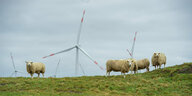Schafe stehen auf einer Weide vor Windrädern