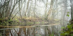 Bäume im Ahrensfelder Moor spiegeln sich in einem Graben.