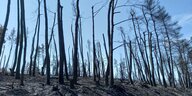 Ein abgebrannter Wald