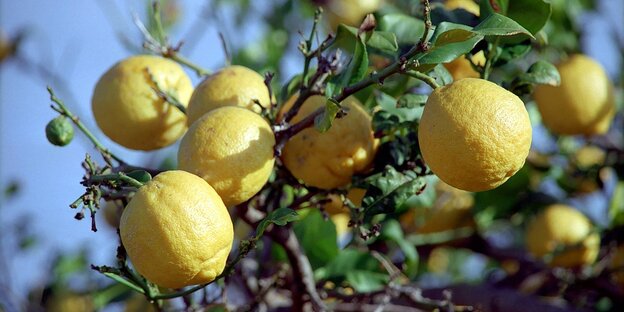 Ein Zitronenbaum mit reifen Früchten