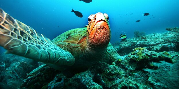 Schildkröte in blauem Wasser