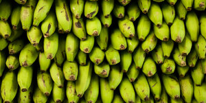 Die Spitzen vieler Bananen