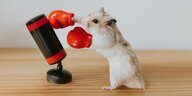 Hamster mit roten Boxhandschuhe