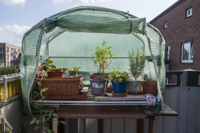 Ein kleines Gewächshaus auf einem Balkon