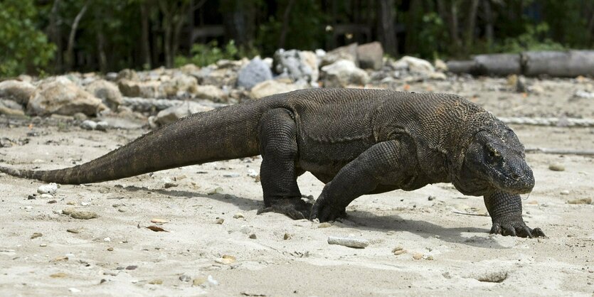 Komodowaran am Strand