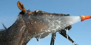 Ein Pferd wird bei sommerlicher Hitze abgeduscht.