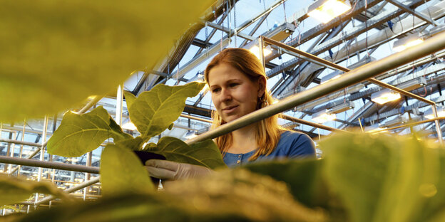 Eine Mitarbeiterin des Max-Planck-Instituts in Golm hät in einem Gewächshaus eine Pflanze hoch.
