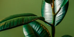 Die Wahrheit: O Gummibaum, o Gummibaum | taz.de
