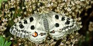 Weiß-grau marmorierten Flügeln mit schwarzen und roten Punkten des Moselapollofalter