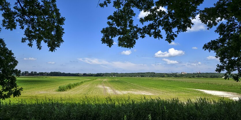 Blick auf die Wiesen in Oberbillwerder