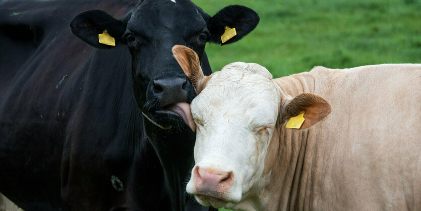 Schleswig-Holstein, Beldorf: Eine Milchkuh schleckt einer anderen Kuh auf einer Weide über das Gesicht.