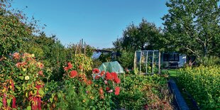 Ein Kleingarten mit vielen Blumen.