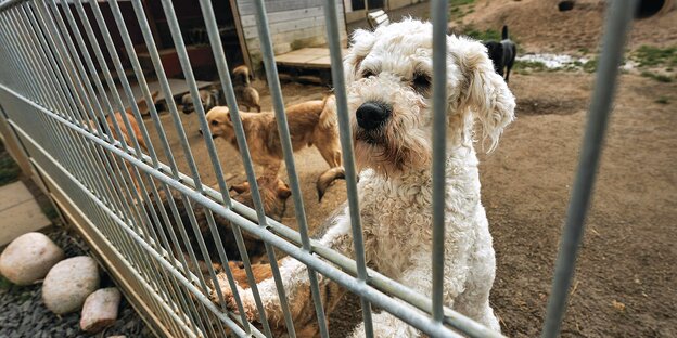 Hundewelpen in einem Käfig
