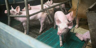 Schweine stehen in einem kahlen Stall mit Gittern