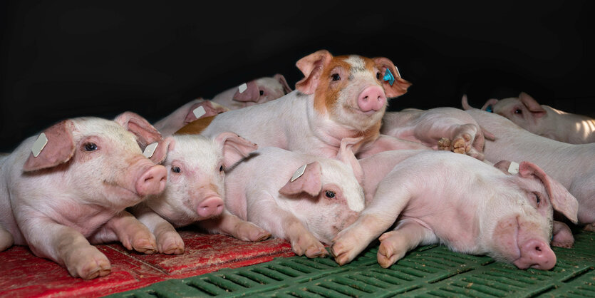 Ferkel liegen eng gedrängt auf dem Stallboden