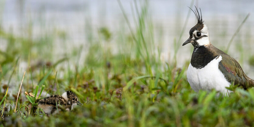 Ein erwachsener Kiebitz und sein Junges im Gras