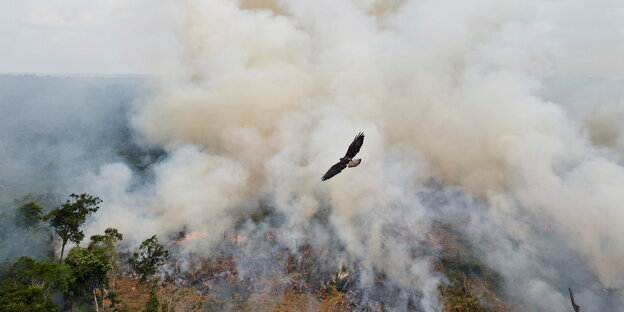 Vogel fliegt über brennenden Wald im Amazonasgebiet